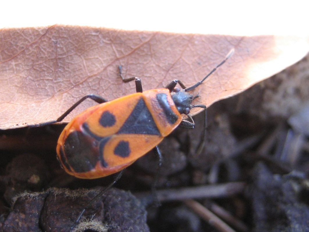 Pyrrhocoridae: Scantius e Pyrrhocoris di Sicilia (PA)